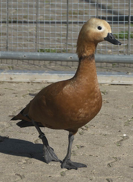 小球隊